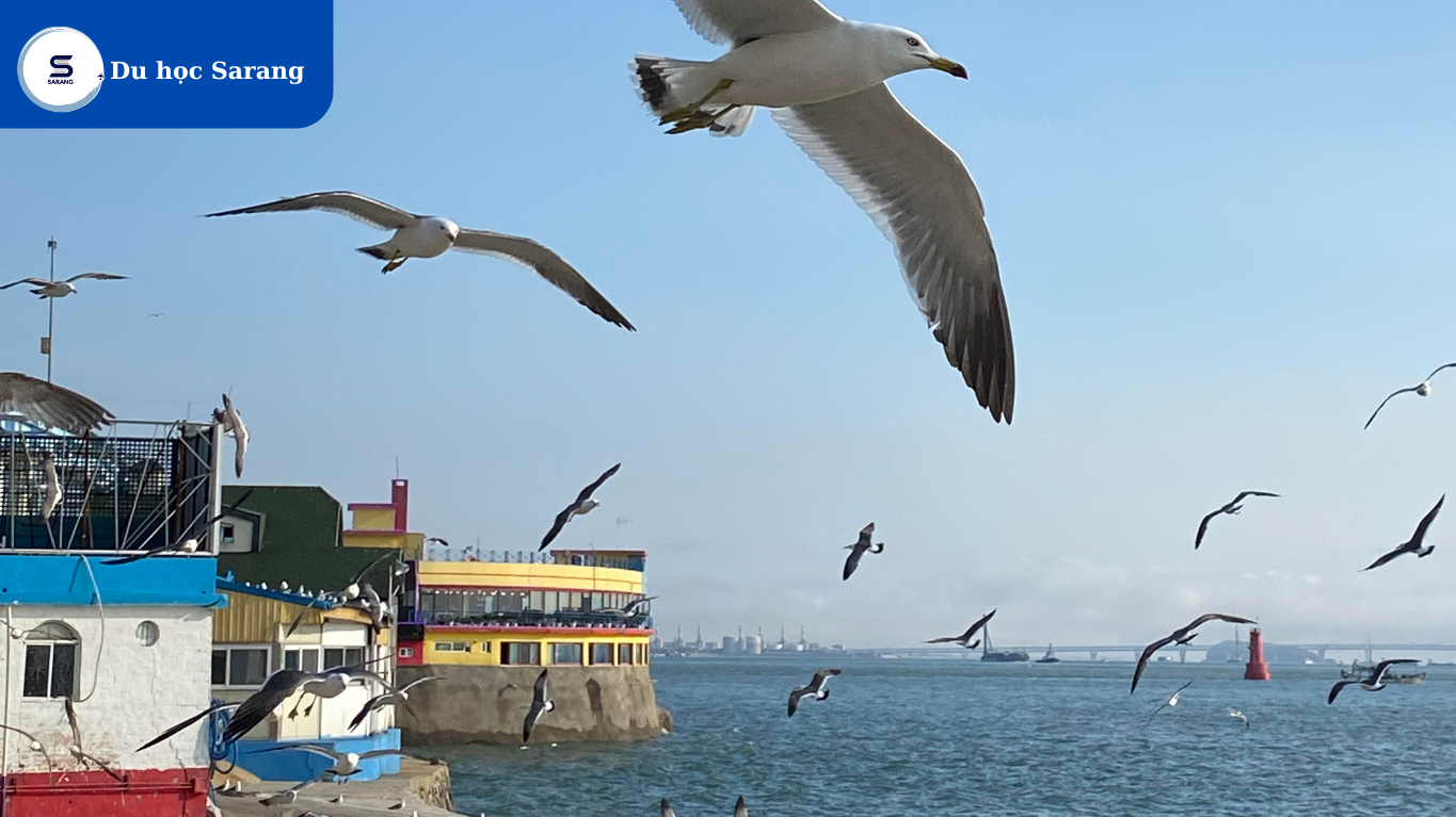 Có nên du học hàn quốc tại incheon